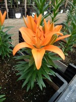 [5027 TinyInvader No01.JPG]